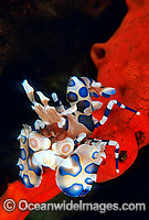 Harlequin Shrimp (Hymenocera picta). Indo-Pacific