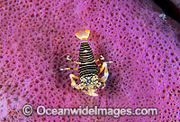 Striped Bumblebee Shrimp (Gnathophyllum americanum) on Tube Sponge. Bali, Indonesia. Within Coral Triangle.