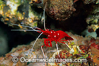 Cleaner Shrimp (Lysmata debelius). Bali, Indonesia