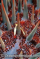 Commensal Starfish Shrimp (Periclimenes soror) on Crown-of-thorns Starfish. Great Barrier Reef, Queensland, Australia