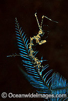 Ghost Shrimp (Caprella sp.) on Stinging Hydroid. Also known as Skeleton Shrimp. Bail, Indonesia