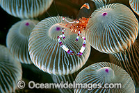 Anemone Shrimp (Periclimenes brevicarpalis) on Sea Anemone. Lord Howe Island, New South Wales, Australia