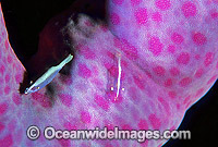 Commensal Starfish Shrimp (Periclimenes soror) on Linckia seastar. Great Barrier Reef, Queensland, Australia