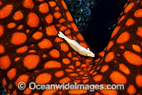 Commensal Starfish Shrimp (Periclimenes soror) on seastar. Bali, Indonesia