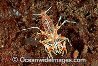 Elegant Shrimp (Phyllognathia ceratophthalma). Related species to the Harlequin Shrimp that also predates on Seastars. Bali, Indonesia