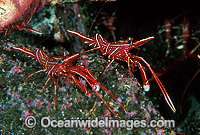 Hinge-beak Shrimp (Rhynchocinetes durbanensis) - male. Bali, Indonesia