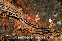 Anemone Shrimp (Periclimenes brevicarpalis) on Sea Anemone. Bali, Indonesia