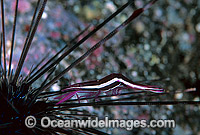 Commensal Urchin Shrimp (Stegopontonia commensalis) - on Sea Urchin (Diadema sp.) spine. Bali, Indonesia