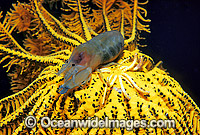 Commensal Crinoid Shrimp (Synalpheus carinatus) - with eggs, on Crinoid Featherstar. Bali, Indonesia