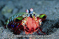 Mantis Shrimp (Odontodactylus scyallarus) - female carrying egg mass. Found on sand and rubble throughout the Indo-Pacific. Photo taken at Tulamben, Bali, Indonesia