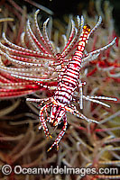 Commensal Crinoid Shrimp (Periclimenes sp.) on Crinoid Feather Star. Found in association with crinoid feather stars throughout Indo-Pacific. Photo taken Tulamben, Bali, Indonesia