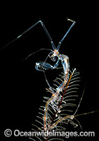 Ghost Shrimp (Caprella sp.), on stinging Hydroid. Also known as Skeleton Shrimp. Found throughout the Indo Pacific. Photo taken off Anilao, Philippines. Within the Coral Triangle.