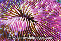Mushroom Coral (Fungia sp.) detail. Great Barrier Reef, Queensland, Australia