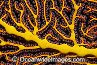 Gorgonian Fan Coral detail. Great Barrier Reef, Queensland, Australia
