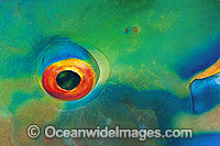 Bridled Parrotfish (Scarus frenatus) - eye detail. Night colour. Indo-Pacific