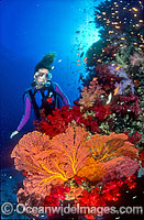 Scuba Diver exploring Coral reef with Gorgonian Fan Coral. Great Barrier Reef, Queensland, Australia