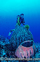 Scuba Diver with giant Barrel Sponges. Indo-Pacific