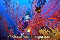 Scuba Diver with a giant Gorgonian Fan Coral tree. Great Barrier Reef, Queensland, Australia