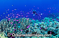 Scuba Diver exploring Acropora Coral reef with schooling Fairy Basslets. Great Barrier Reef, Queensland, Australia