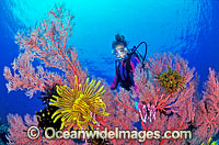 Scuba Diver with Gorgonian Fan Coral decorated with Crinoid Feather Stars. Great Barrier Reef, Queensland, Australia