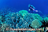 Scuba Diver exploring Acropora Coral reef. Great Barrier Reef, Queensland, Australia