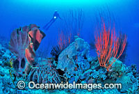 Scuba Diver exploring Elephant Ear, Barrel Sponge and Whip Coral reef. Indo-Pacific