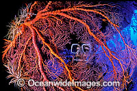 Scuba Diver with huge Gorgonian Fan Coral. Indo-Pacific