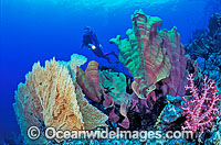 Scuba Diver exploring Gorgonian Fan Coral, Elephant Ear Sponge and Soft Coral reef. Indo-Pacific
