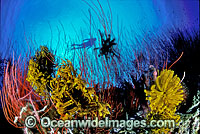 Scuba Diver exploring Whip Coral reef decorated in Crinoid Feather Stars. Indo-Pacific