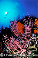 Scuba Diver exploring Whip Coral and Sponge reef. Indo-Pacific