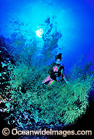 Scuba Diver exploring huge Black Coral Tree. Indo-Pacific