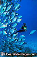 Scuba Diver with schooling Hussar Snapper (lutjanus adetii). Great Barrier Reef, Queensland, Australia