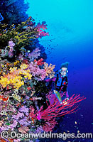 Scuba Diver exploring undersea dropoff decorated in Dendronephthya Soft Corals. Indo-Pacific