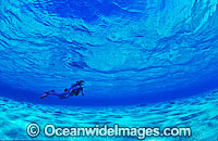 Scuba Diver exploring undersea sand flats. Coral Sea, Australia