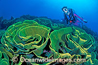 Scuba Diver exploring Cabbage Coral (Turbinaria reniformis) reef. Also known as Scroll Coral. Indo-Pacific