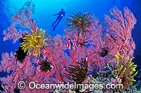 Scuba Diver exploring Gorgonian Fan Coral, decorated in Crinoid Feather Stars. Indo-Pacific