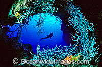 Scuba Diver exploring huge Sponge Garden. Indo-Pacific