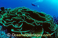 Scuba Diver exploring Cabbage Coral (Turbinaria reniformis) reef. Also known as Scroll Coral. Indo-Pacific
