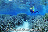 Scuba Diver exploring Staghorn Coral (Acropora sp.) reef. Great Barrier Reef, Queensland, Australia