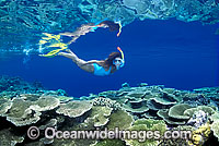 Female Snorkel Diver or Snorkeler exploring Acropora Coral reef. Great Barrier Reef, Queensland, Australia