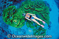 Female Snorkel Diver / Snorkeler exploring Cabbage Coral (Turbinaria reniformis) reef. Also known as Scroll Coral. Indo- Pacific