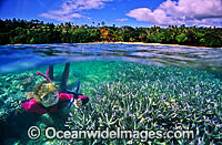 Half under and half over water picture of a female Snorkel Diver / Snorkeler observing a Blue Linckia Sea Star (Linckia laevigata) amongst Acropora Coral garden. Fiji Islands.