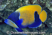 Blue-girdled Angelfish (Pomacanthus navarchus). Also known as Majestic Angelfish. Great Barrier Reef, Queensland, Australia