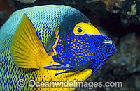 Blue-face Angelfish (Pomacanthus xanthometopon). Also known as Yellow-mask Angelfish.Great Barrier Reef, Queensland, Australia