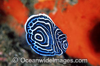 Juvenile Emperor Angelfish (Pomacanthus imperator). Great Barrier Reef, Queensland, Australia
