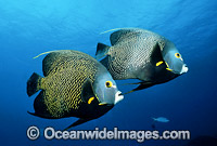 Caribbean Angelfish (Pomacanthus paru). Also known as French Angelfish. Grand Cayman Island, British West Indies