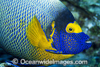 Blue-face Angelfish (Pomacanthus xanthometopon). Also known as Yellow-mask Angelfish.Great Barrier Reef, Queensland, Australia