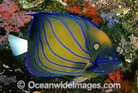 Blue-ringed Angelfish (Pomacanthus annularis). Also known as Ringed Angelfish. Bali, Indonesia