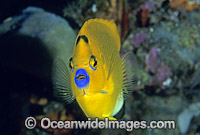 Three-spot Angelfish (Apolemichthys trimaculatus). Great Barrier Reef, Queensland, Australia