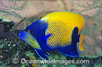 Blue-girdled Angelfish (Pomacanthus navarchus). Also known as Majestic Angelfish. Great Barrier Reef, Queensland, Australia